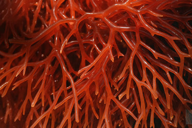 Red Seaweed